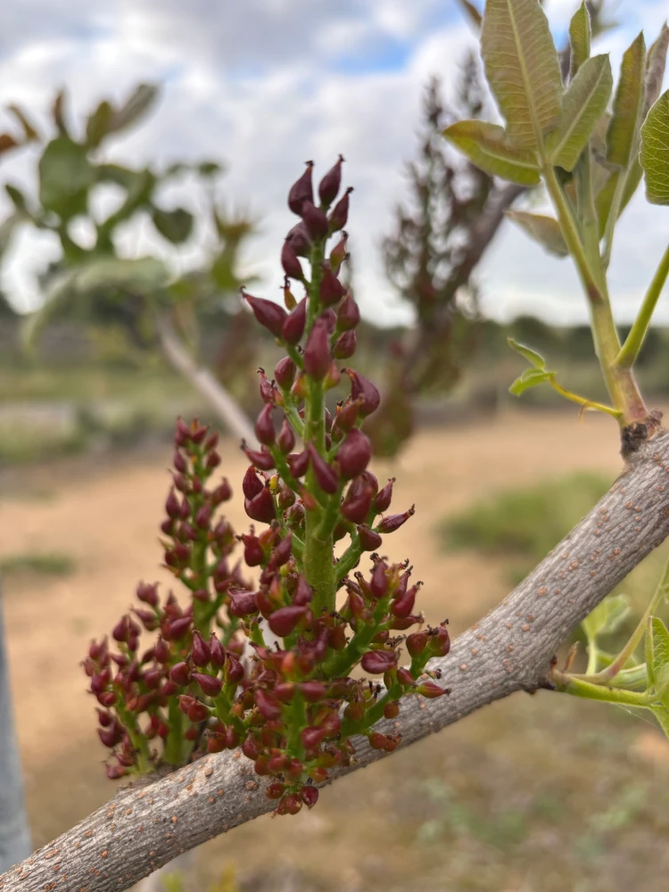 flor de pistachos
